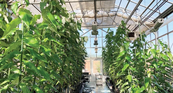 致力于推进农林生物防控领域的高新技术企业